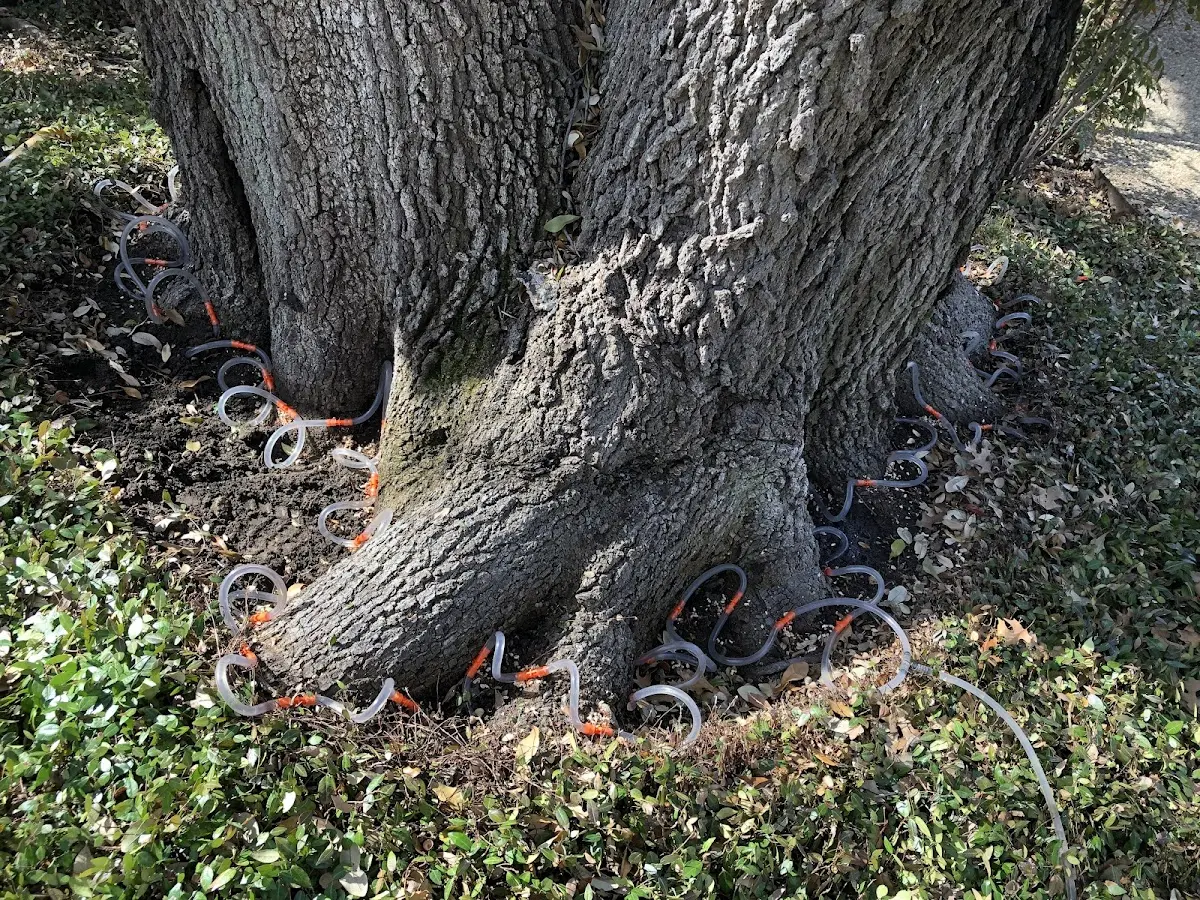 Detailed Tree Cabling and Bracing job site in Apache Junction