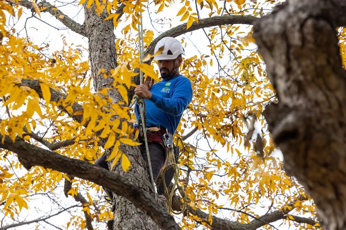 Skilled Tree Planing crew working in Apache Junction